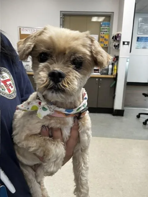 A senior small-sized female Maltese dog named Pebbles for adoption in Chatsworth, CA