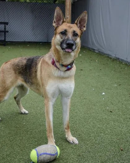 An adult large-sized female German Shepherd Dog dog named Navi for adoption in Fishers, IN