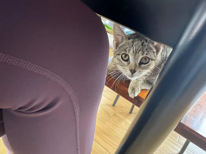 Brontë Aka Baby Brontosaurus thumbnail 2