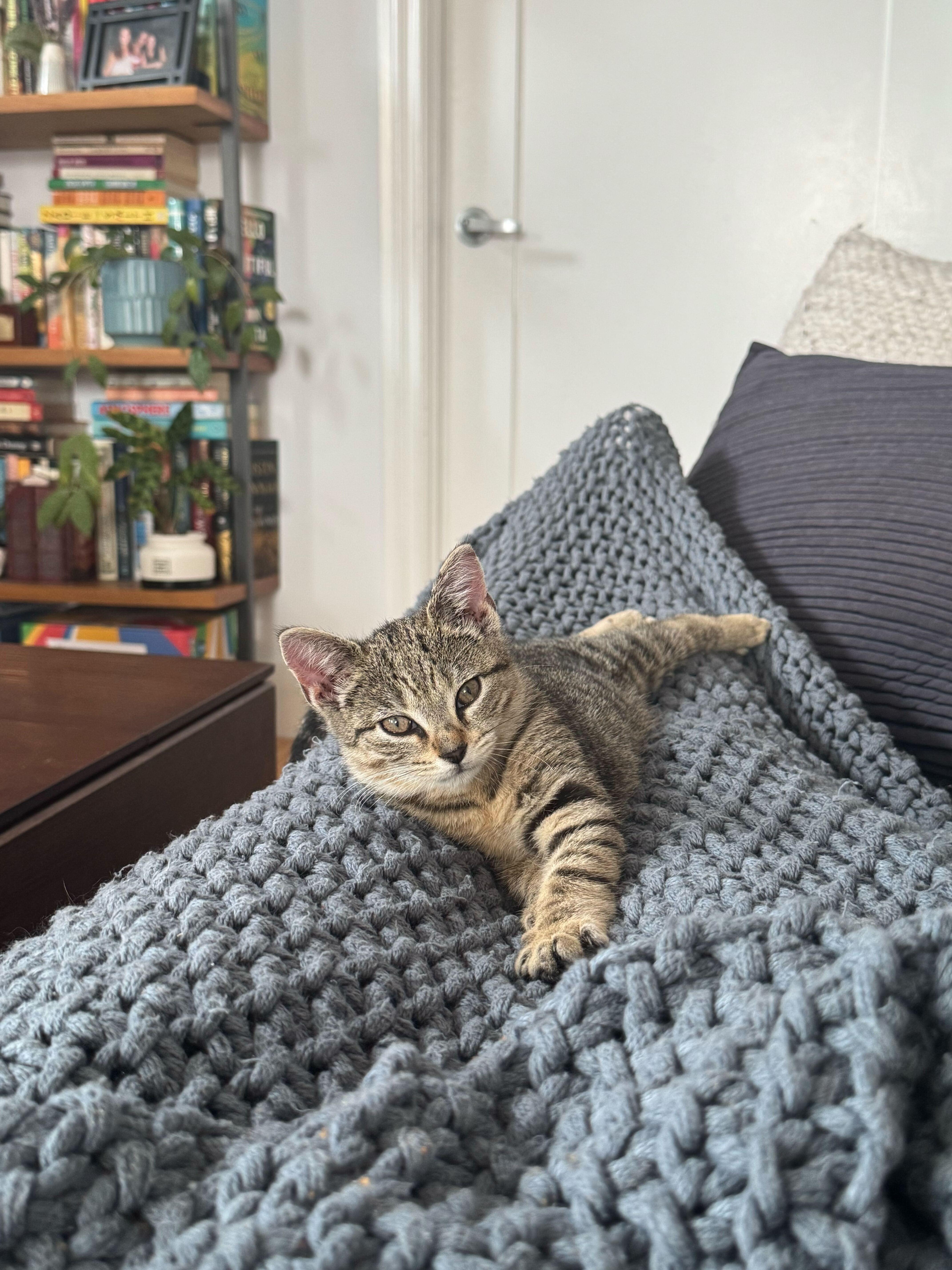 Brontë Aka Baby Brontosaurus thumbnail 3