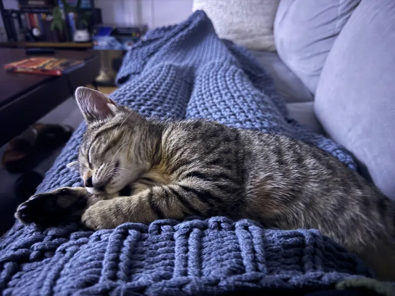 Brontë Aka Baby Brontosaurus thumbnail 4