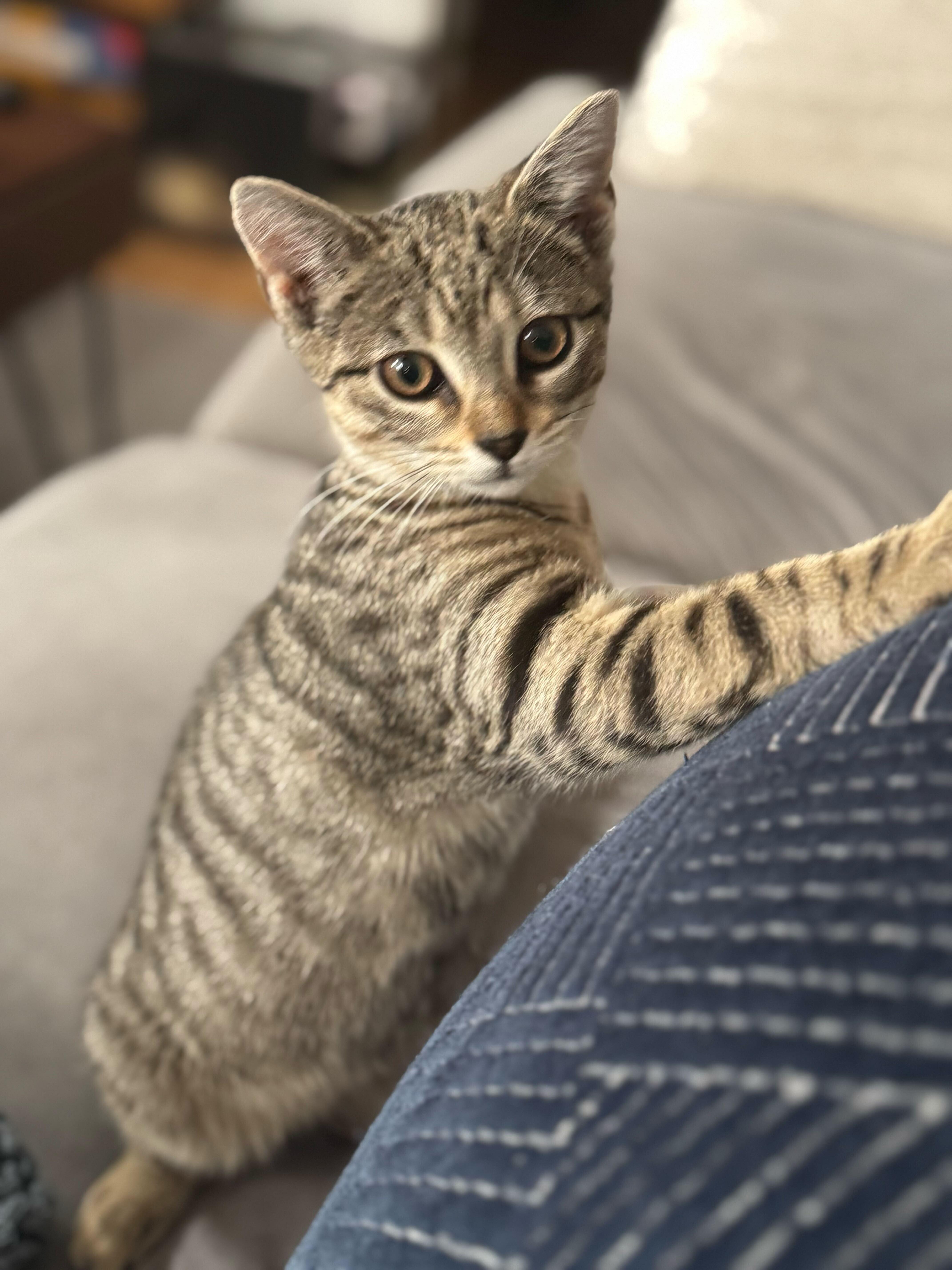 Brontë Aka Baby Brontosaurus thumbnail 5