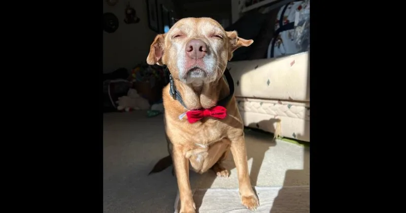 Sandy & Shadow Bonded