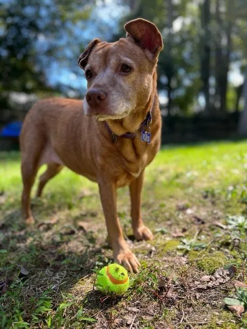 Sandy & Shadow Bonded thumbnail 2