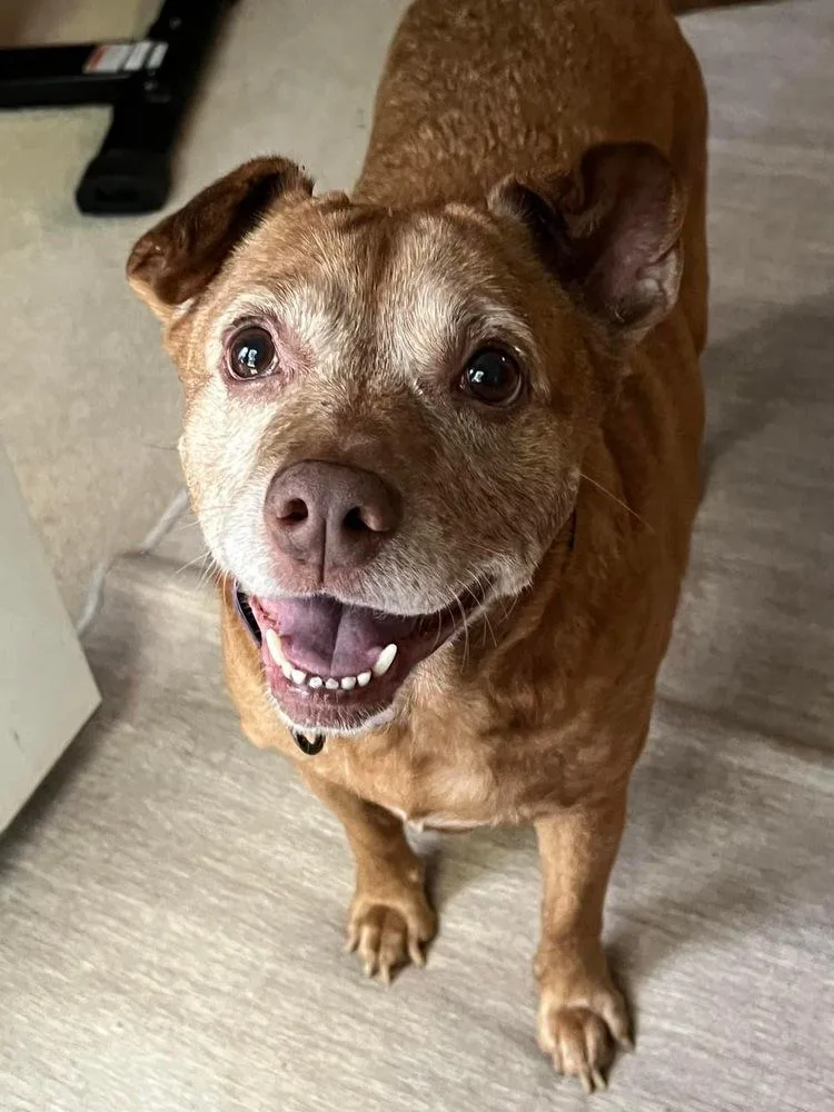 Sandy & Shadow Bonded thumbnail 3