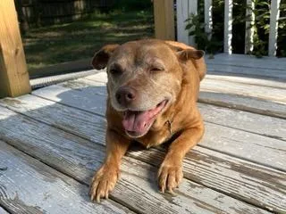 Sandy & Shadow Bonded thumbnail 4