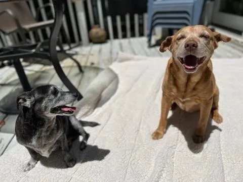 Sandy & Shadow Bonded thumbnail 5