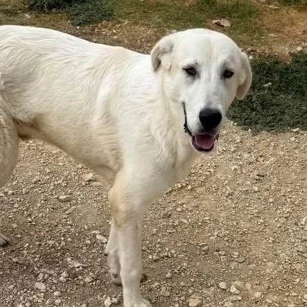 A young large-sized male Great Pyrenees dog named Sammy for adoption in Williston, VT