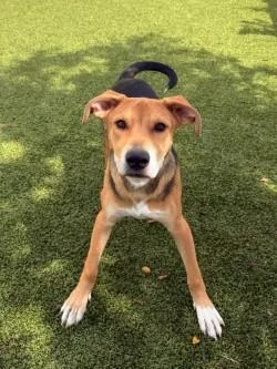 A young medium-sized male Mixed Breed dog named Creed for adoption in Savannah, GA