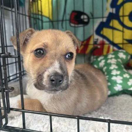 Lillipup thumbnail 2