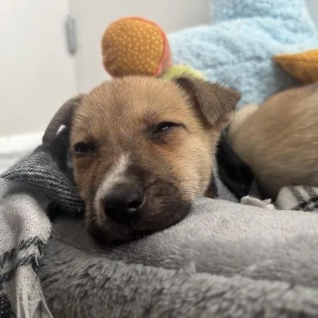 Lillipup thumbnail 3