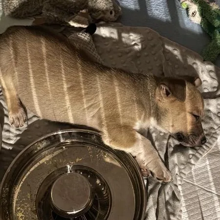 Lillipup thumbnail 4