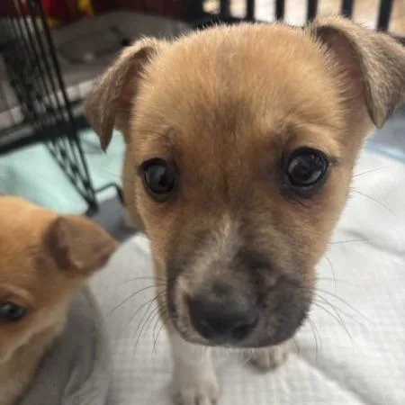 Lillipup thumbnail 5