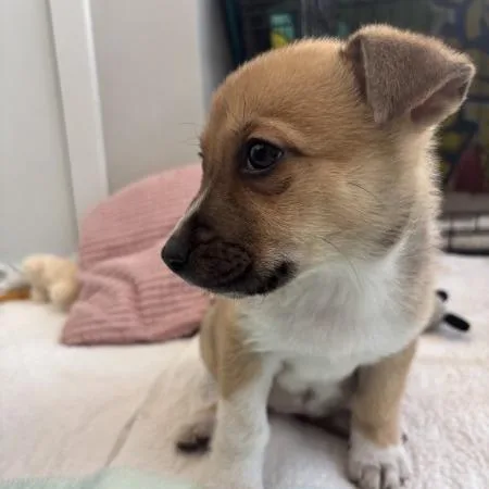 Lillipup thumbnail 6