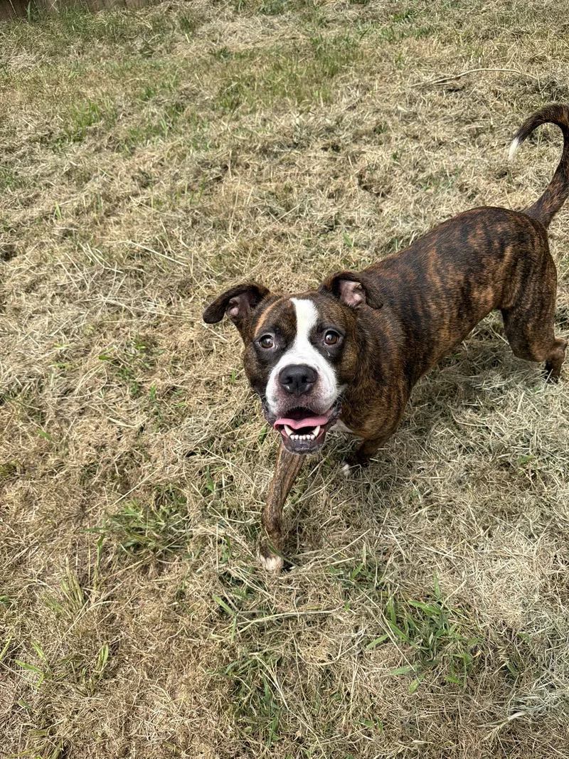 A young large-sized male Boxer dog named Einstein for adoption in Jackson, MS