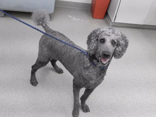 A senior large-sized female Poodle dog named Curly for adoption in Omaha, NE