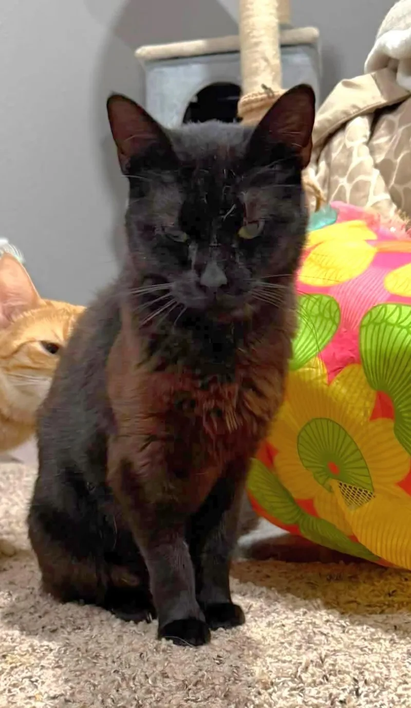 An adult medium-sized female Black Domestic Short Hair cat named Betty for adoption in Sioux City, IA