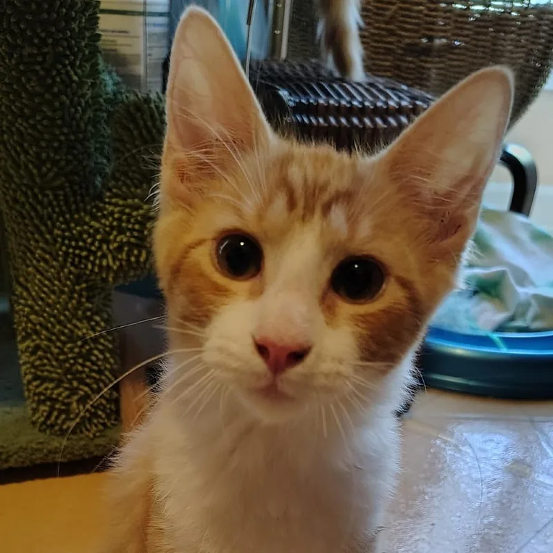 A baby small-sized male Orange / Red Domestic Long Hair cat named Concierge for adoption in Carencro, LA