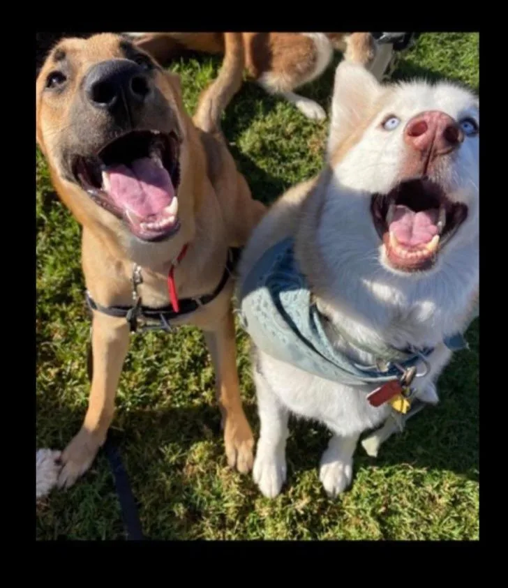 Puttin' On The Blitz