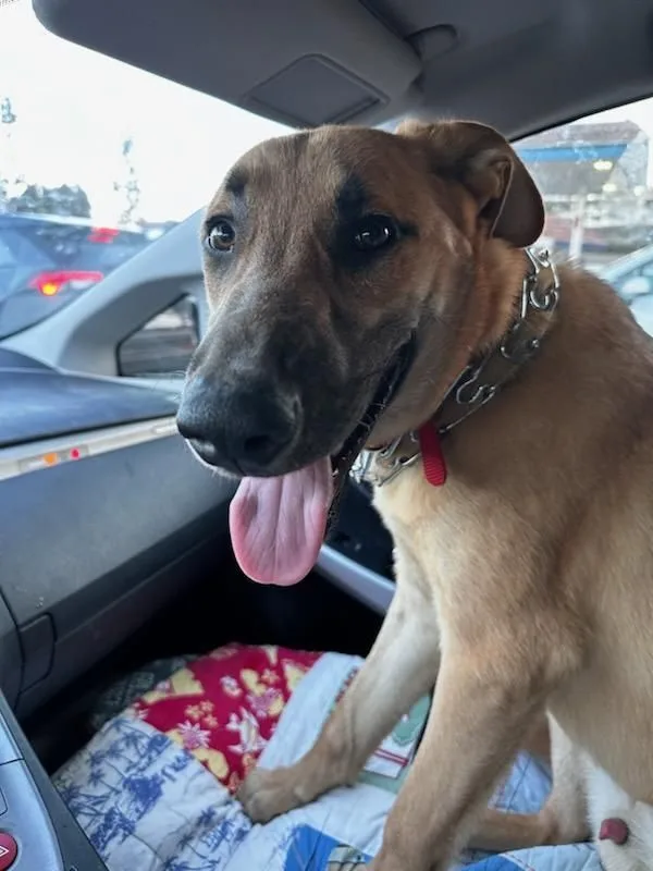 Puttin' On The Blitz thumbnail 3