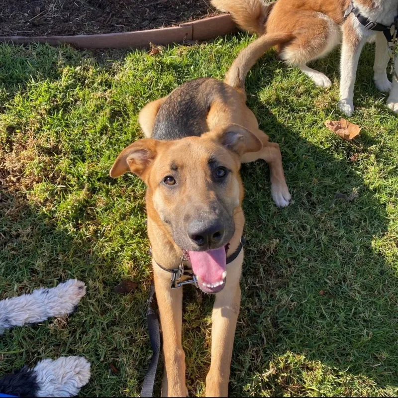 Puttin' On The Blitz thumbnail 4