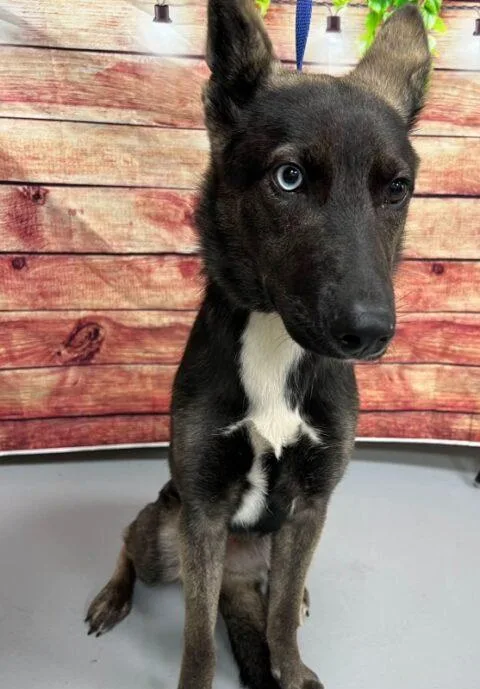A young medium-sized female Shepherd dog named AC "Raven" for adoption in Conyers, GA