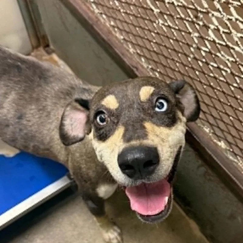 An adult medium-sized female Black Catahoula Leopard Dog dog named Nova for adoption in Stephenville, TX