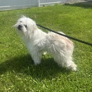 An adult small-sized male White / Cream Shih Tzu dog named Tofu for adoption in Binghamton, NY