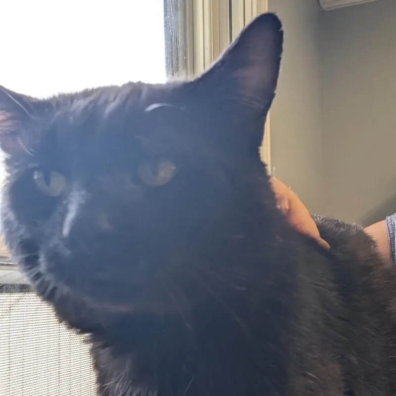 An adult large-sized male Black Domestic Short Hair cat named Noa for adoption in Brockport, NY