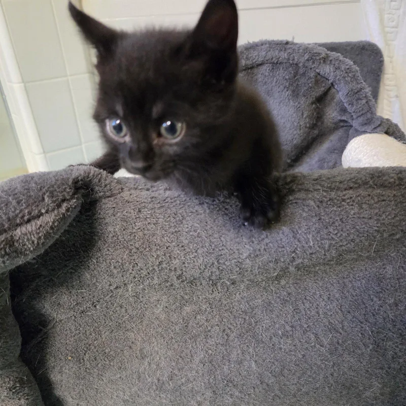 A young medium-sized female Domestic Short Hair cat named Kiernan for adoption in Buford, GA