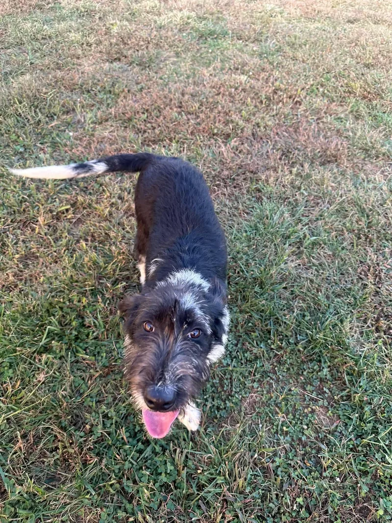 A young large-sized female Labrador Retriever dog named Giggles for adoption in Steeleville, IL