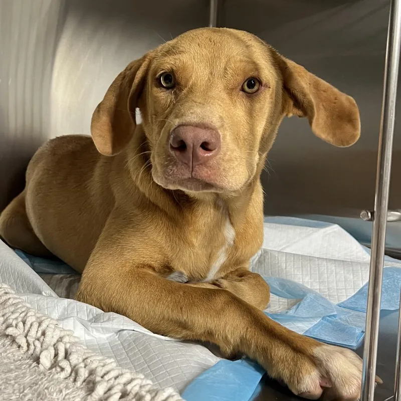 A young medium-sized female Yellow / Tan / Blond / Fawn Mixed Breed dog named Hannah for adoption in Pauls Valley, OK