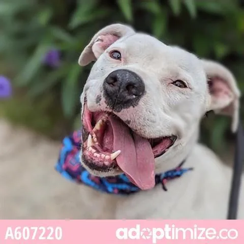 An adult medium-sized female American Staffordshire Terrier dog named Rita for adoption in San Antonio, TX
