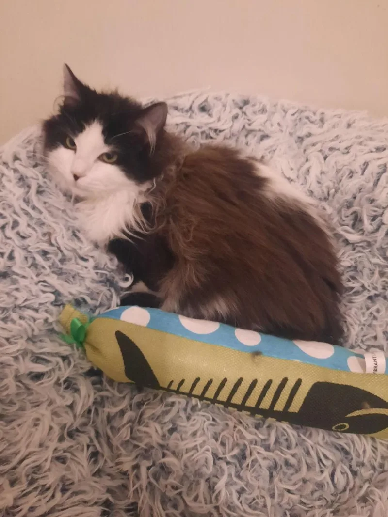 Herschel thumbnail 2