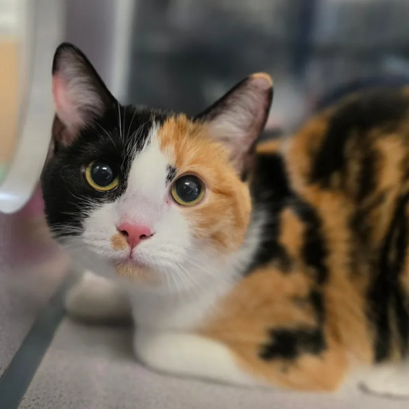 A young small-sized female Black Domestic Short Hair cat named Cali for adoption in Huntsville, AL
