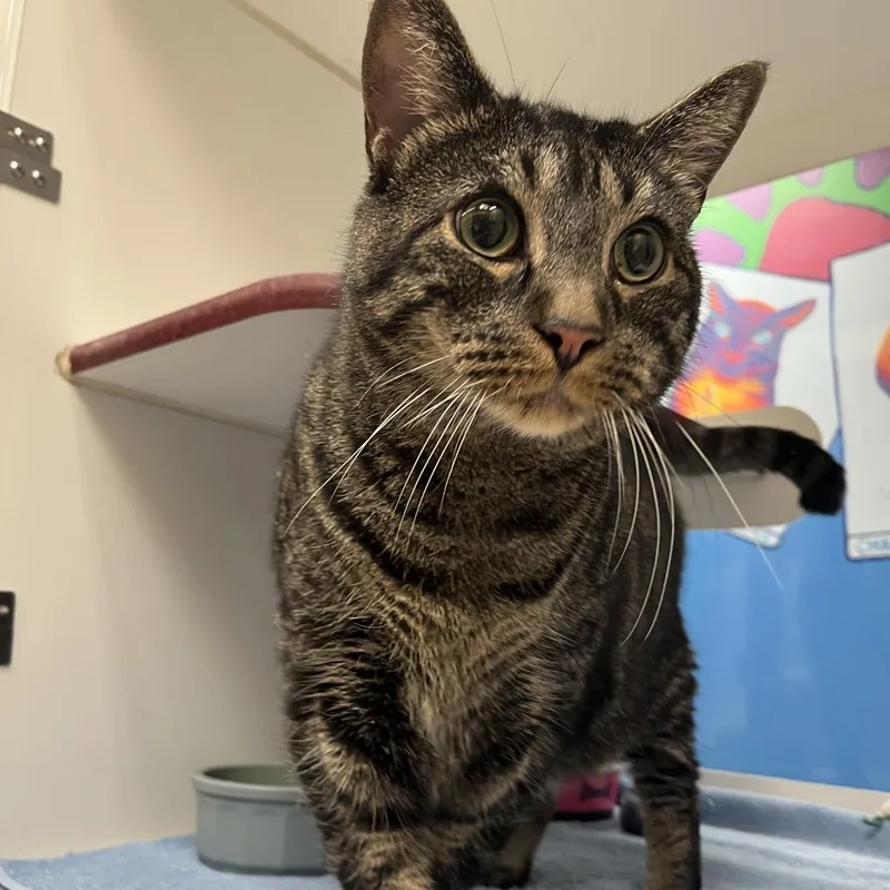 A senior extra large-sized male Brown / Chocolate Domestic Short Hair cat named Whiskey for adoption in Cheyenne, WY