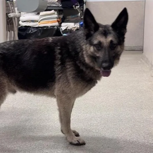 An adult large-sized male Black Mixed Breed dog named Spock for adoption in Jacksonville, FL