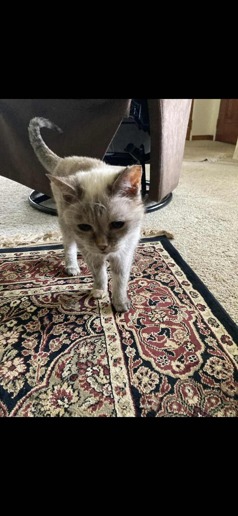 A senior medium-sized female Siamese cat named Rocky for adoption in Greensburg, PA
