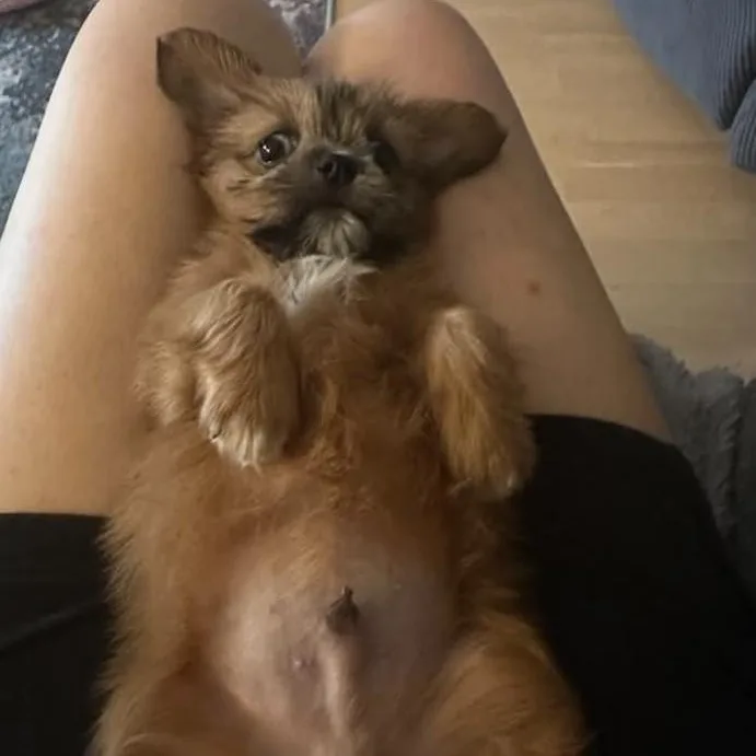 A baby small-sized male Shih Tzu dog named Uncle Sam for adoption in Cherry Hill, NJ