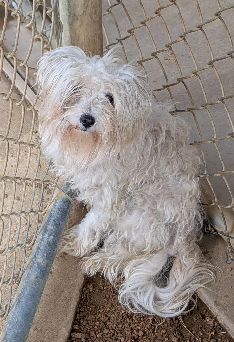 An adult small-sized female Maltipoo dog named Thelma A for adoption in Plano, TX