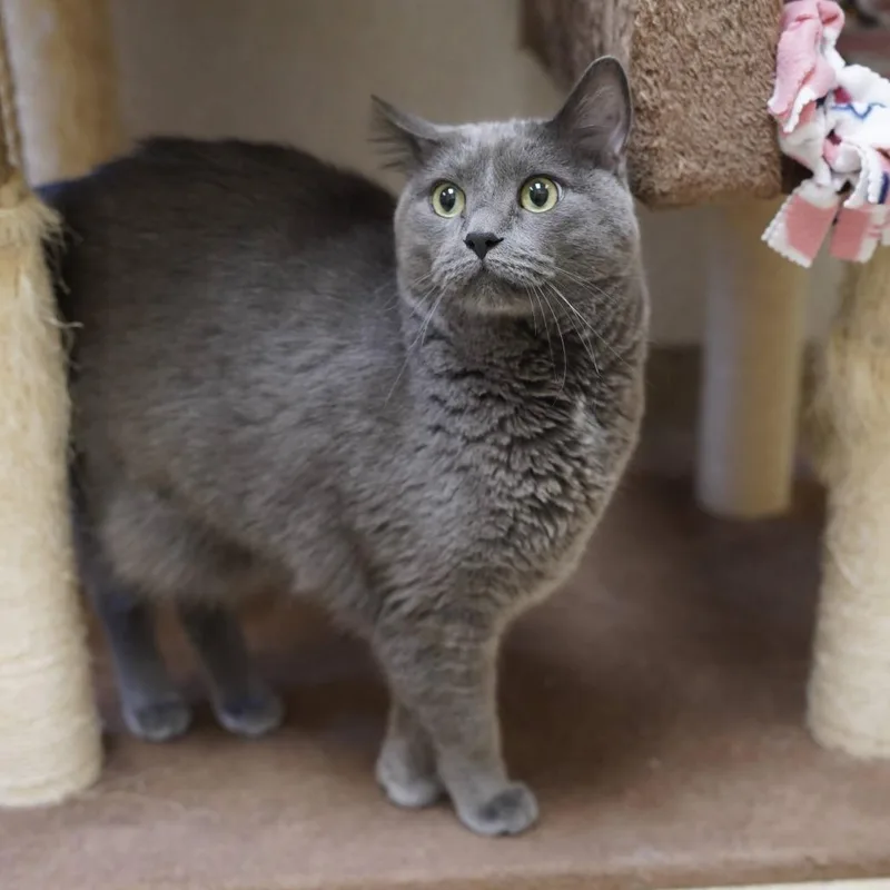 A senior large-sized male Gray / Blue / Silver Domestic Short Hair cat named Milo for adoption in Naperville, IL