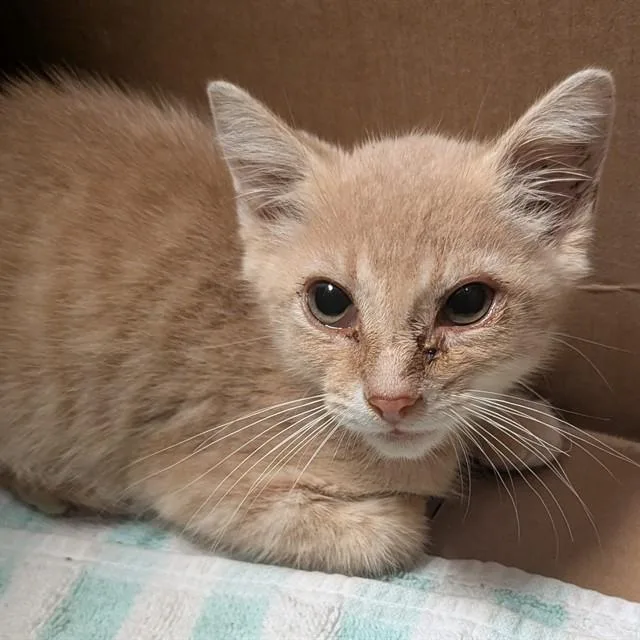 A baby small-sized male Domestic Short Hair cat named Julian for adoption in Olivette, MO