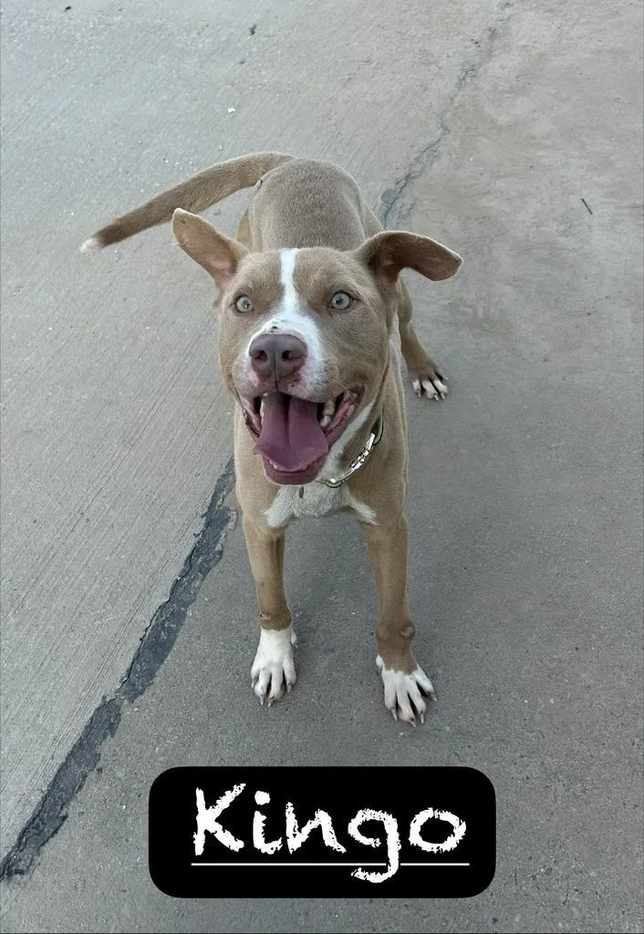 Kingo thumbnail 4