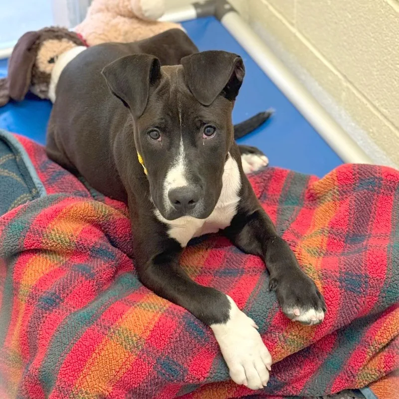 A baby large-sized male Black Mixed Breed dog named Galileo for adoption in Hendersonville, NC