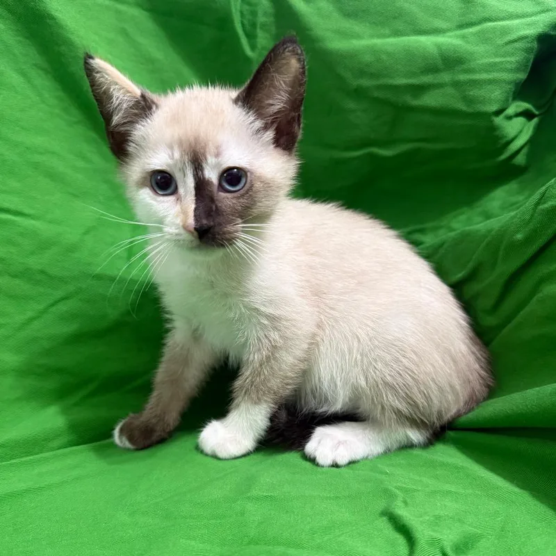 A baby small-sized female Buff / Tan / Fawn Siamese cat named Oat for adoption in Brea, CA