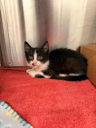 A young small-sized male Domestic Short Hair cat named Waldo for adoption in Daphne, AL