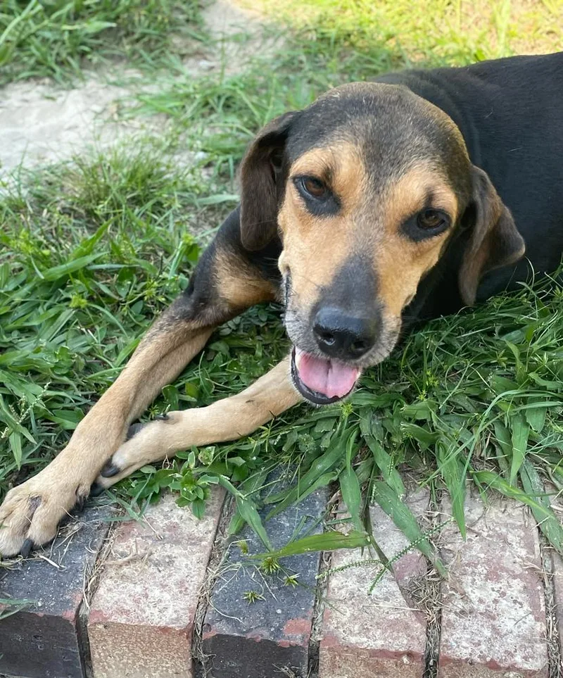A senior medium-sized female Hound dog named Nipsy for adoption in Statesboro, GA