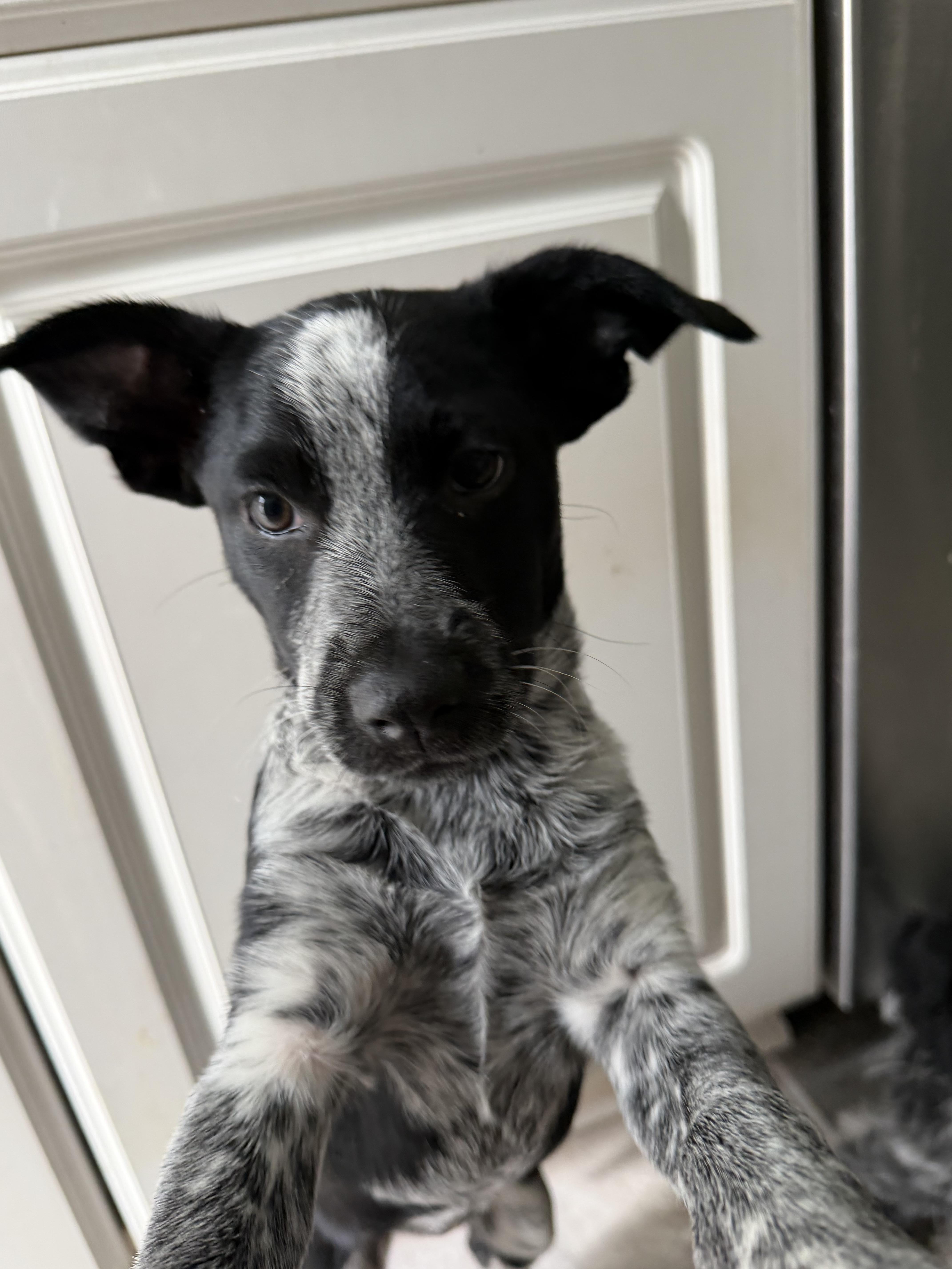 A baby medium-sized female Black Australian Shepherd dog named Truffle for adoption in Stuarts Draft, VA