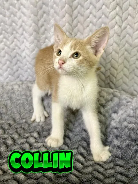 A baby medium-sized male Buff / Tan / Fawn Domestic Short Hair cat named Collin for adoption in Comfort, TX