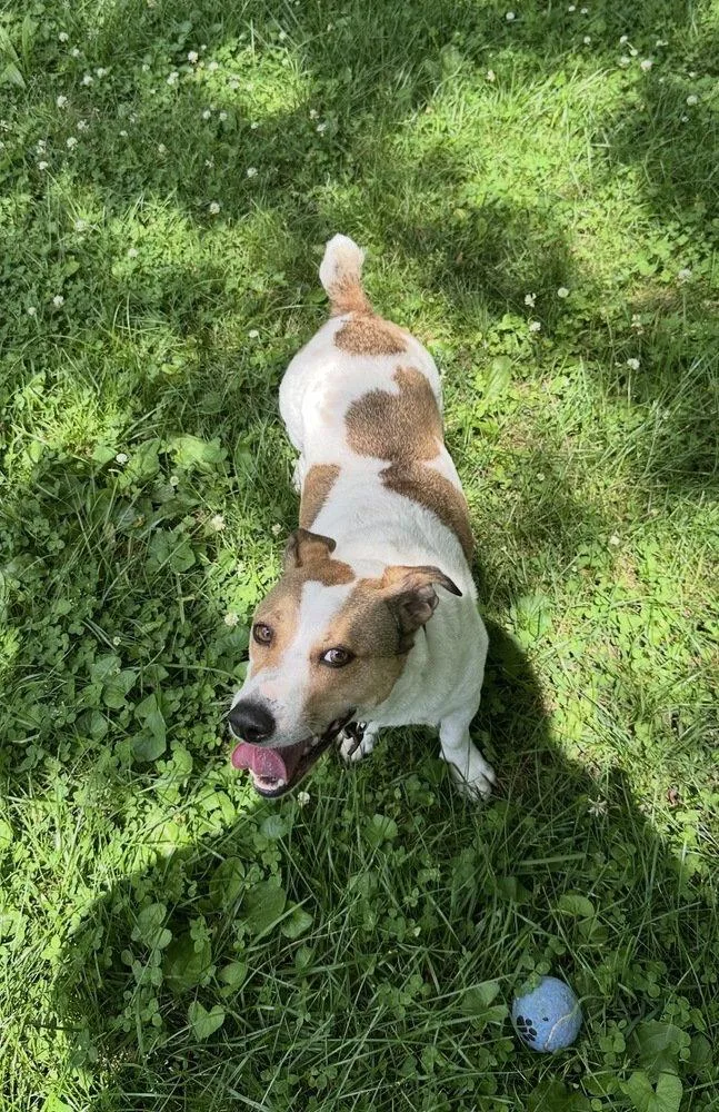 A young medium-sized male Jack Russell Terrier dog named Buster for adoption in Columbia, TN